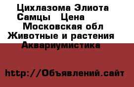 Цихлазома Элиота. Самцы › Цена ­ 300 - Московская обл. Животные и растения » Аквариумистика   